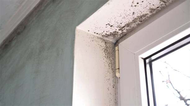 Best Residential Mold Remediation in Tatamy, PA
