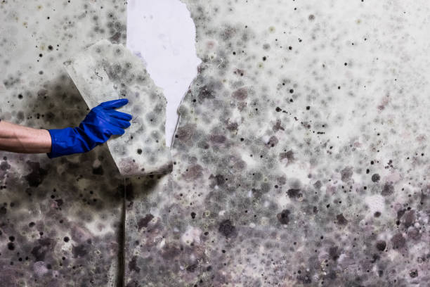 Best Localized Mold Remediation (e.g., coastal areas, humid climates) in Tatamy, PA